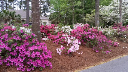 Azaleas Blooming in Spring